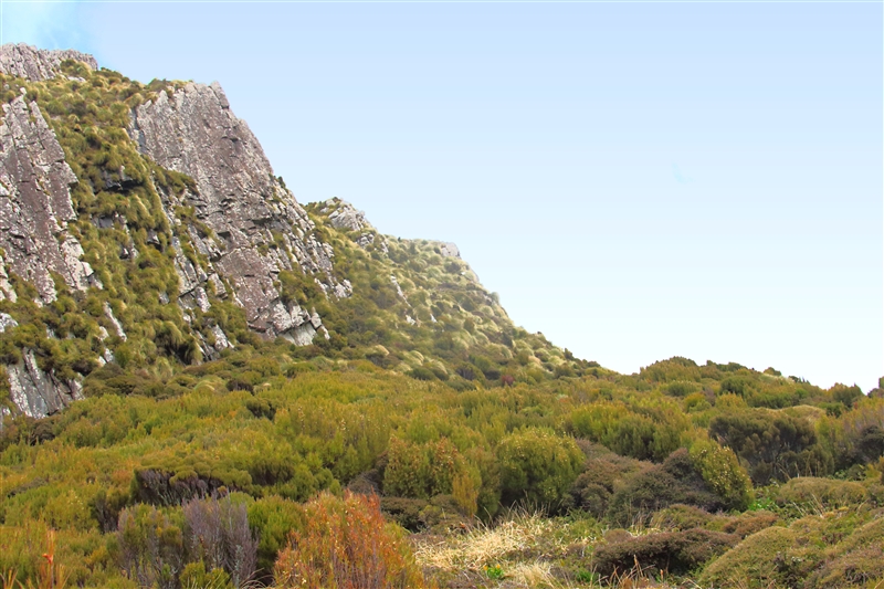CampbellIs  2478 m Flora - Rock Formations